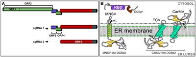 An Update on the Intracellular and Intercellular Trafficking of Carmoviruses